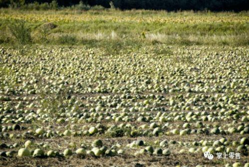 吃瓜的张大炮,揭秘娱乐圈幕后真相