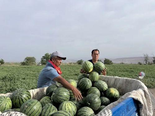 砀山吃瓜张某,张某的瓜田奇遇记