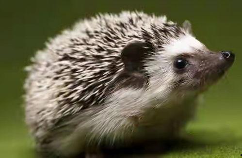 偷瓜獾吃瓜吗,揭秘偷瓜背后的真相