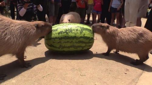 网友的吃瓜速度,娱乐圈最新动态一网打尽！