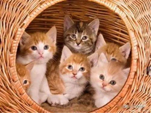 孕妇梦见猫子吃方瓜,孕妇梦中猫子品方瓜的神秘寓意