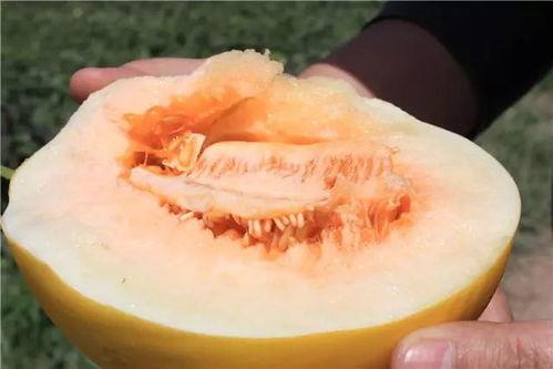 甘肃民勤蜜瓜怎么吃,解锁甜蜜味蕾之旅
