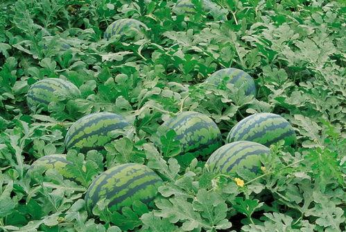 法国留学吃瓜群,揭秘留学生活中的“吃瓜”瞬间