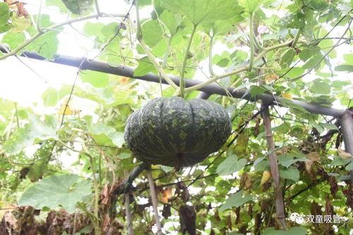 现在的吃瓜状态,揭秘当下热门话题背后的真相与笑料