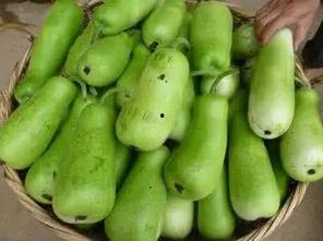 大宝葫芦瓜怎样吃,大宝葫芦瓜的多彩食法探索