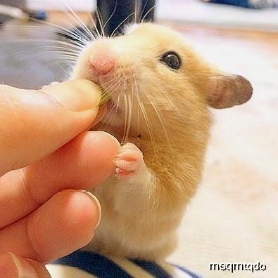 仓鼠自己吃瓜吗