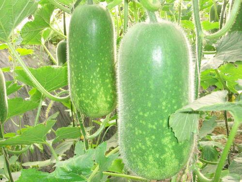 4449499吃瓜群,揭秘网络社交圈的趣味与争议