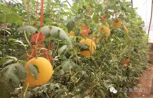 吃瓜集聚堂,揭秘娱乐圈幕后故事