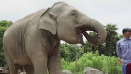 吃瓜群众大象,揭秘娱乐圈背后的“大象”力量