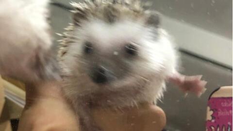 刺猬可以吃瓜吗,揭秘刺猬吃瓜之谜