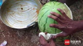 印度老人吃米瓜