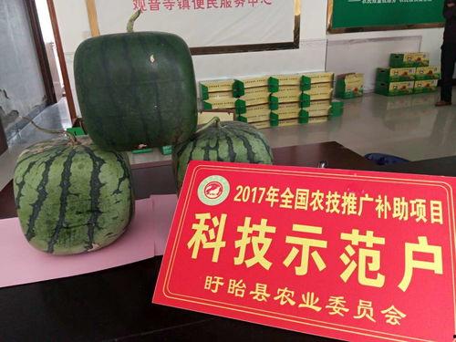 佛瓜什么季节吃,夏季消暑佳品，尽享清凉美味