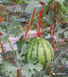 前几年吃的瓜,那些年我们一起吃过的瓜