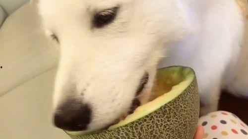 吃瓜网站在线吃瓜,在线围观背后的社会现象