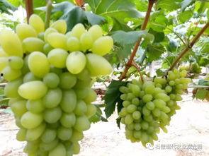 北辰找花花吃瓜,揭秘花花吃瓜背后的故事