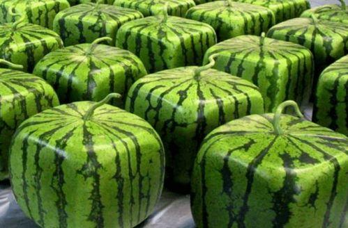 全网吃瓜总站,揭秘娱乐圈幕后真相，带你领略明星们的真实生活！