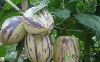 月子吃茄瓜好吗,营养健康两不误