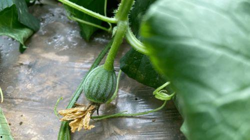 红儿吃瓜,揭秘娱乐圈的甜蜜与苦涩