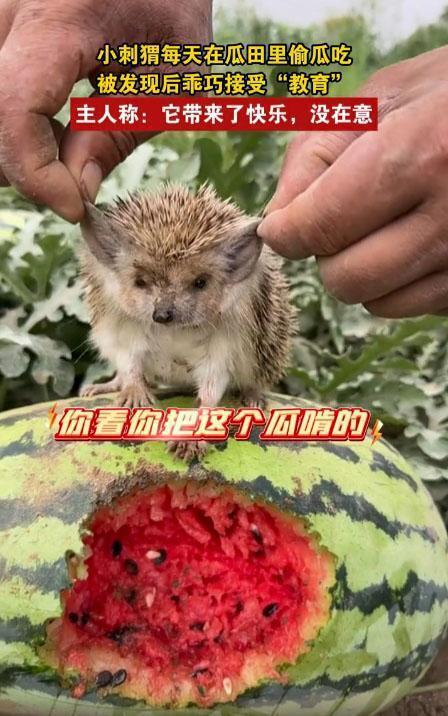 动物喜欢吃的瓜