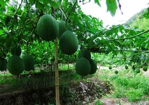 吃吊瓜恶心,舌尖上的恶心之旅