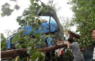 上树吃瓜图文,一窥夏日悠闲时光