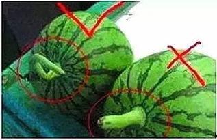 吃饭小勺子吃瓜,趣味盎然的饮食新体验