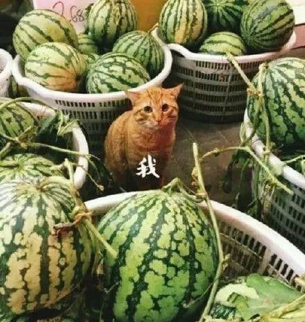 kfc吃瓜,揭秘快餐巨头背后的那些事儿