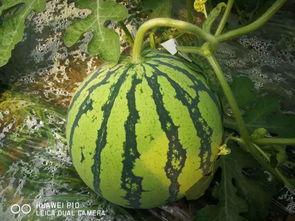 七万吃瓜数不着,见证历史瞬间