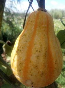 直播附近吃瓜,揭秘周边美食“吃瓜”攻略