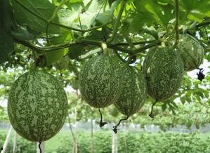 吊瓜 怎吃,解锁夏日清新口感