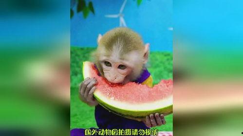 吃瓜猴子,揭秘娱乐圈背后的秘密与真相