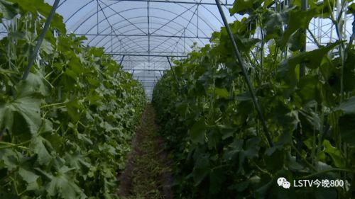 西昌吃瓜哪里多,探寻瓜香四溢的美食天堂