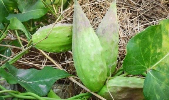 老瓜叶怎么吃,家常美味新尝试