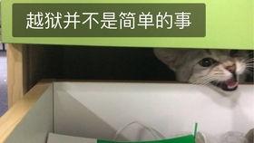 吃瓜群众不拉架,不拉架，只看热闹