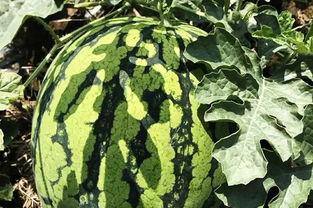 解暑吃瓜场面,瓜果飘香欢乐多