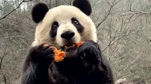 带你吃瓜解说熊猫,带你吃瓜解说的萌宠盛宴