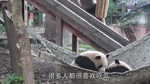 吃瓜看热闹真吃瓜群众