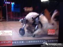 吃瓜群兔,揭秘兔子界的趣味生活圈