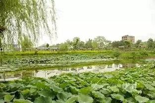 南宁相思湖吃瓜事件,一场网络热议的社区冲突纪实