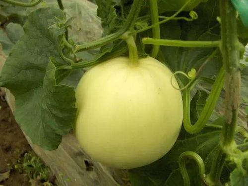 吃小白瓜了,品味小白瓜的甘甜滋味